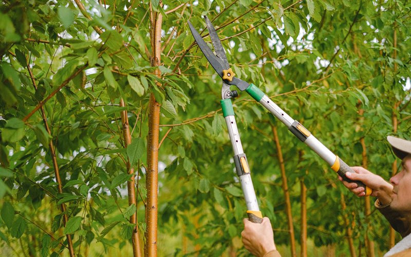 Tree trimming in Trout Creek, MT